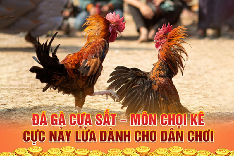 Chuyên gia chia sẻ kinh nghiệm chơi đá gà cựa sắt