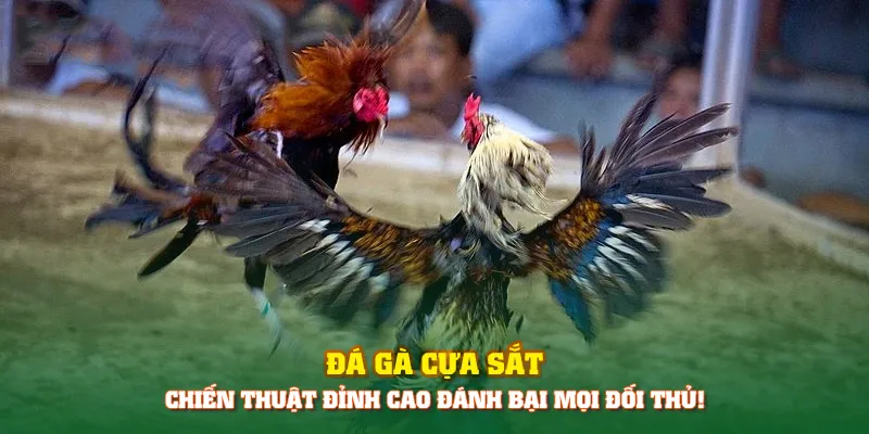 Đá gà cựa sắt là gì? Chiến thuật soi gà đá cựa sắt từ cao thủ